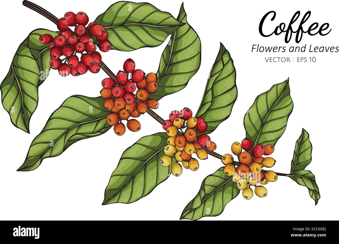 Ilustración de dibujo de flores y hojas de café con arte lineal sobre
