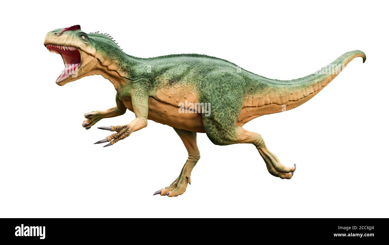 Allosaurus fragilis con ataque o postura agresiva aislada sobre fondo blanco. Reconstitución realista y científica de dinosaurios. Visualización 3D Foto de stock