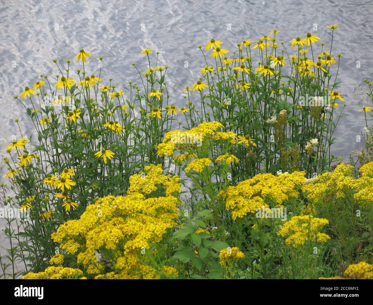 Las flores amarillas de ragwort y rudbeckia (flor de la conebora) crecen en el borde del agua en el lago Faskally en la luz del sol del verano. Foto de stock