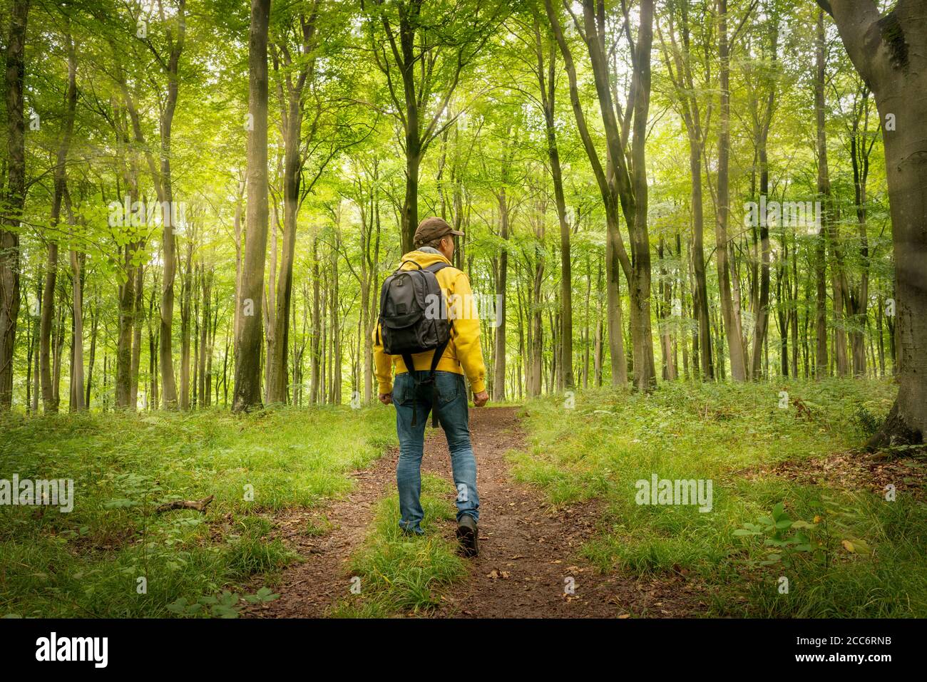 Mochilero macho caminando a través de un bosque arbolado, vista trasera. Foto de stock