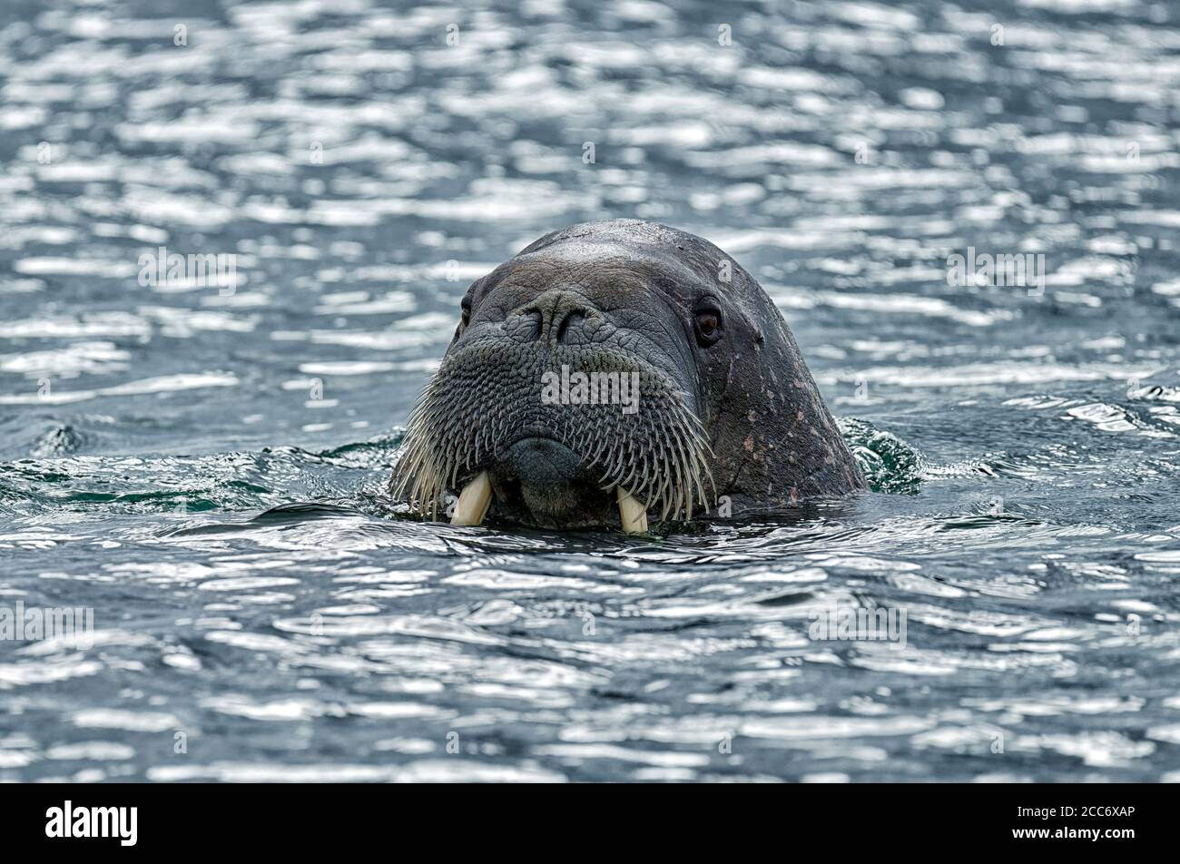 La morsa (Odobenus rosmarus), retrato, Noruega, Svalbard Fotografía de  stock - Alamy