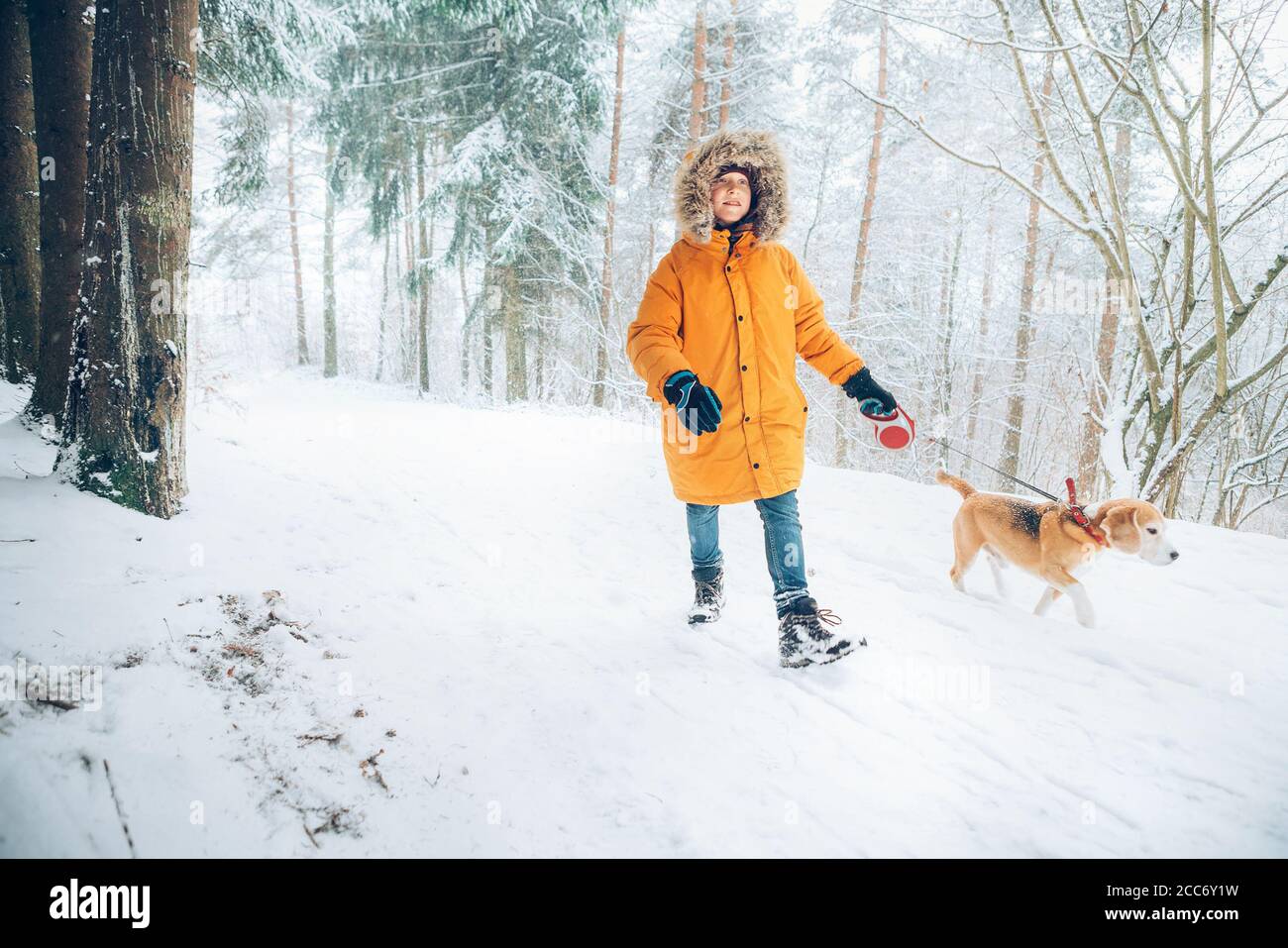 Niño en parka amarilla brillante camina con su perro beagle en el bosque de  pinos nevados. Caminar con mascotas y traje de invierno imagen concepto  Fotografía de stock - Alamy