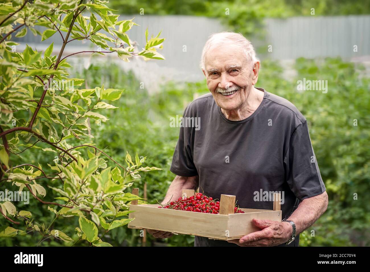 el anciano sostiene una caja de madera con una baya roja. Un viejo de pelo gris está trabajando en el jardín, cosechando cultivos. Feliz abuelo sonríe Foto de stock
