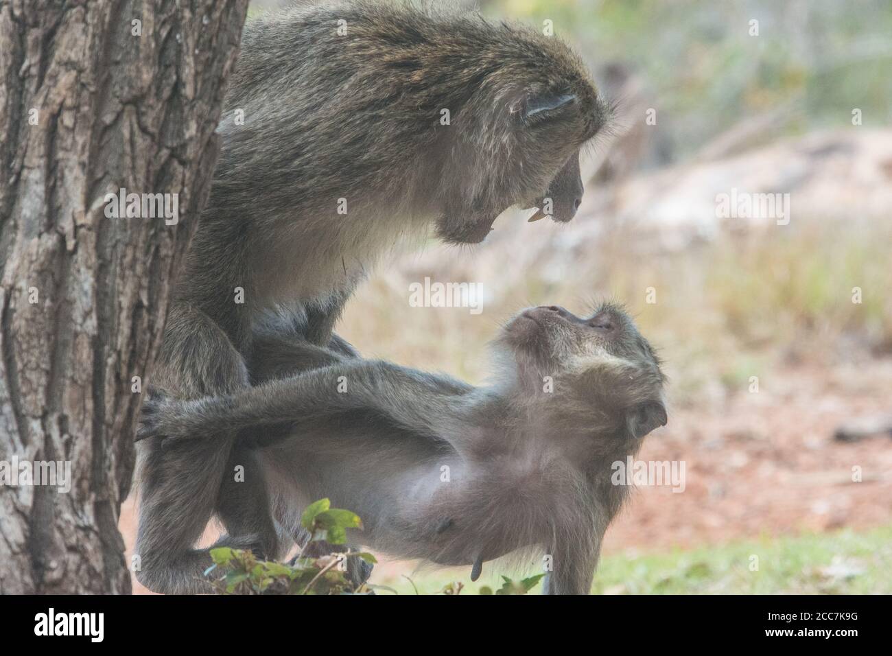 Un cangrejo macho y hembra comiendo macaque (Macaca fascicularis) apareándose y los snarls macho en la hembra. En el Parque Nacional de Komodo, Indonesia. Foto de stock