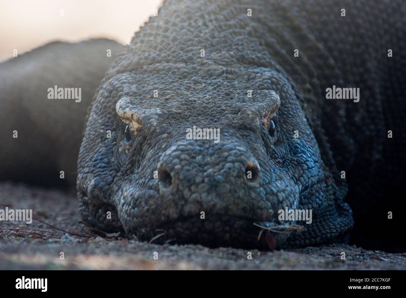 Un retrato de cerca de un dragón de Komodo (Varanus komodoensis), el lagarto más grande del mundo y que solo vive en unas pocas islas de Indonesia. Foto de stock