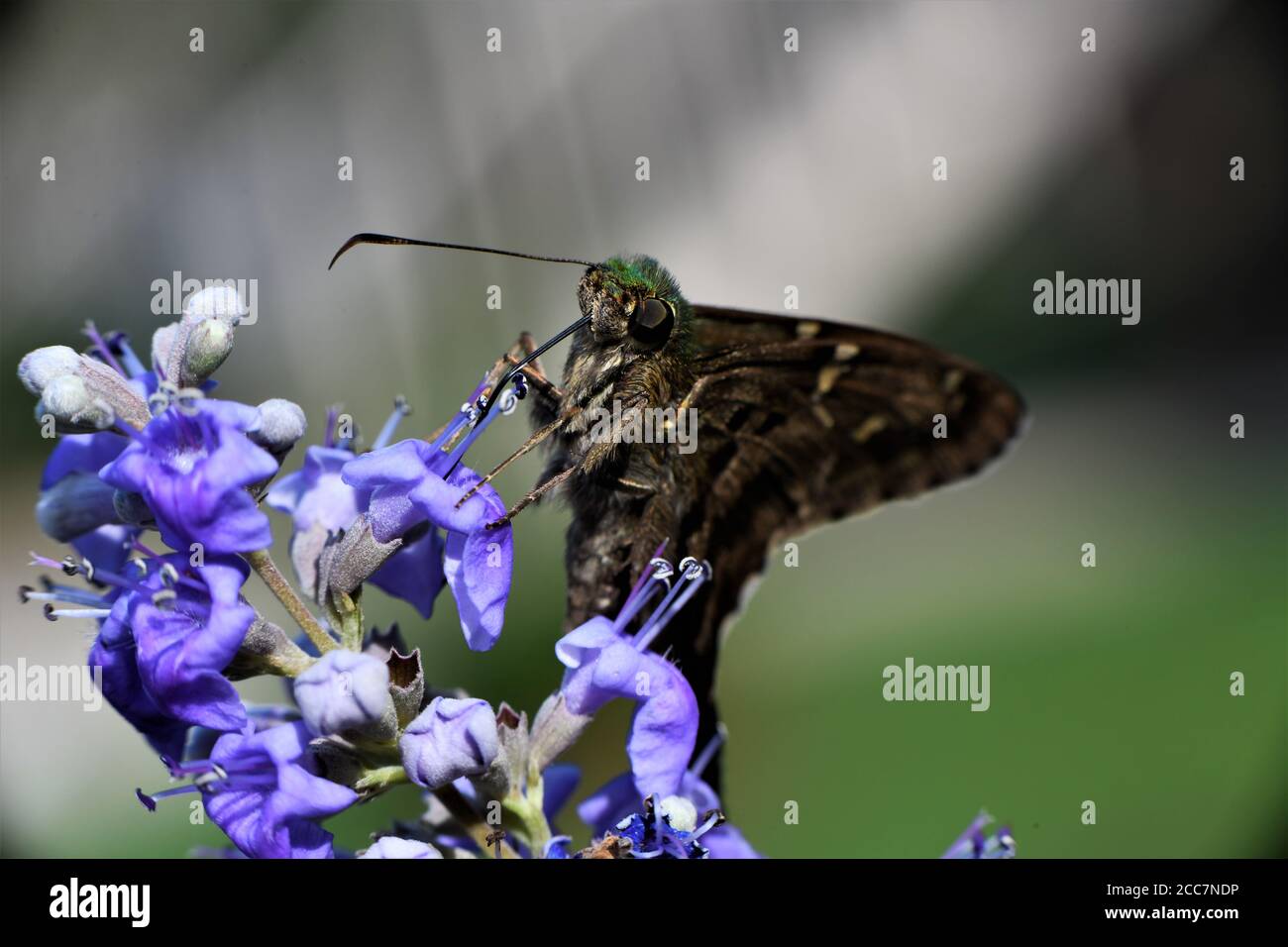 Una mariposa de cola larga patrón chupar néctar de una flor de la wisteria. Foto de stock