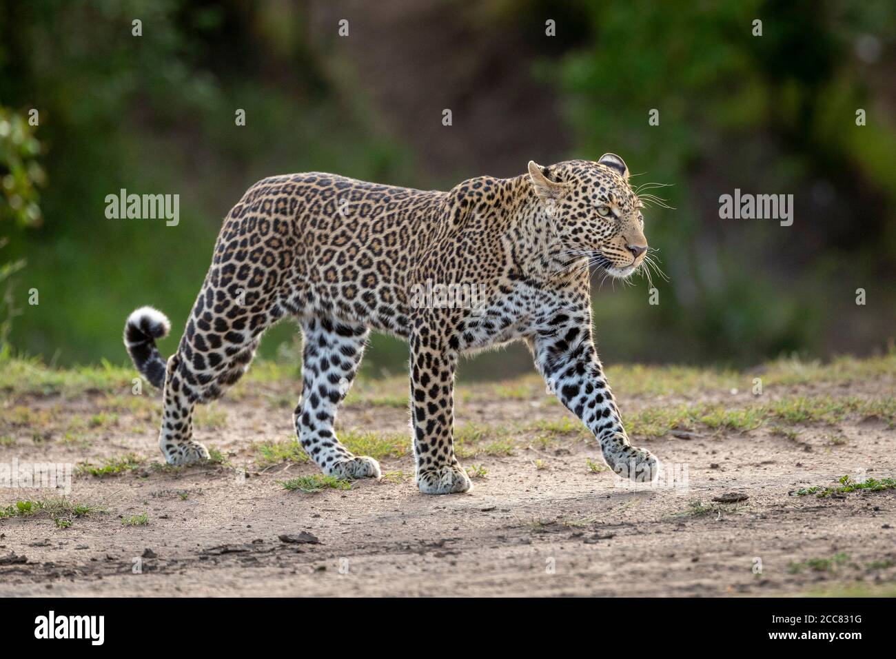 Paisaje vista lateral cuerpo completo retrato de leopardo caminando en Masai Mara Kenia Foto de stock