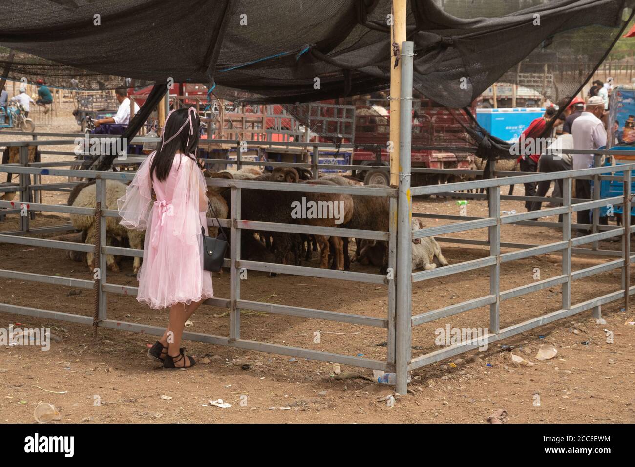 KASHGAR, CHINA: Una joven uygur vestido elegante mirando algunas ovejas en el mercado dominical cerca de Kashgar en la Región Autónoma Uygur de Xinjiang Foto de stock