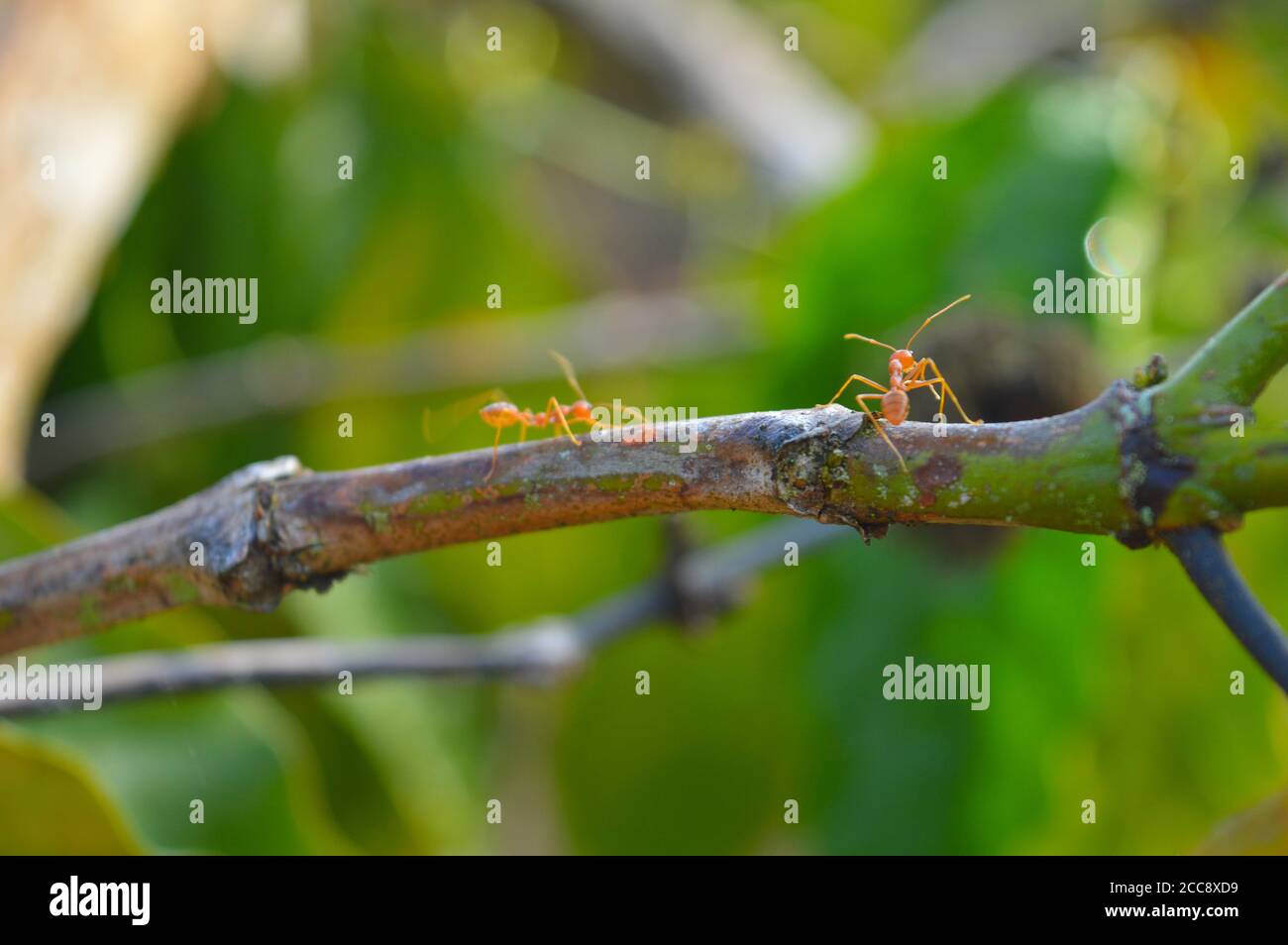 Las hormigas tejedoras son insectos eusociales. Las hormigas tejedoras viven  en árboles y son conocidas por su comportamiento único de construcción de  nidos donde los trabajadores construyen nidos Fotografía de stock -