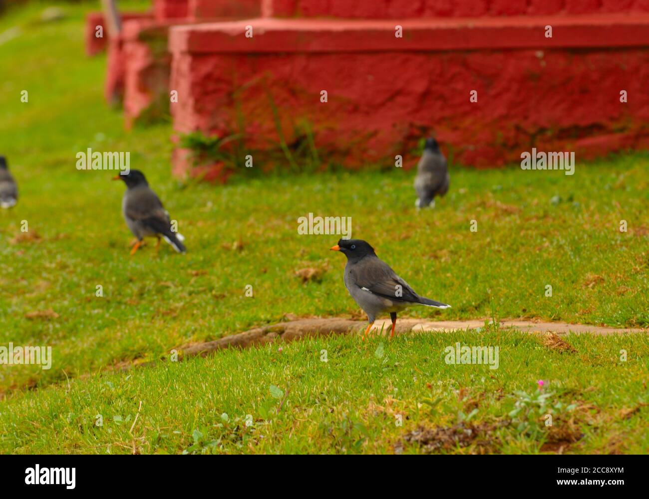 Los hábitats naturales de las alguaciles blancas son bosques tropicales