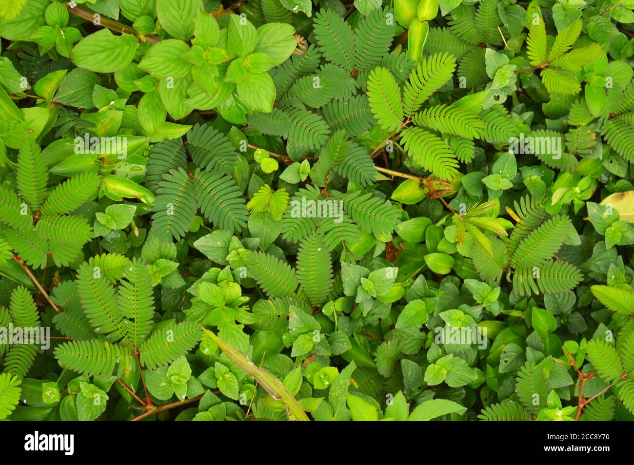 Planta mimosa fotografías e imágenes de alta resolución - Alamy