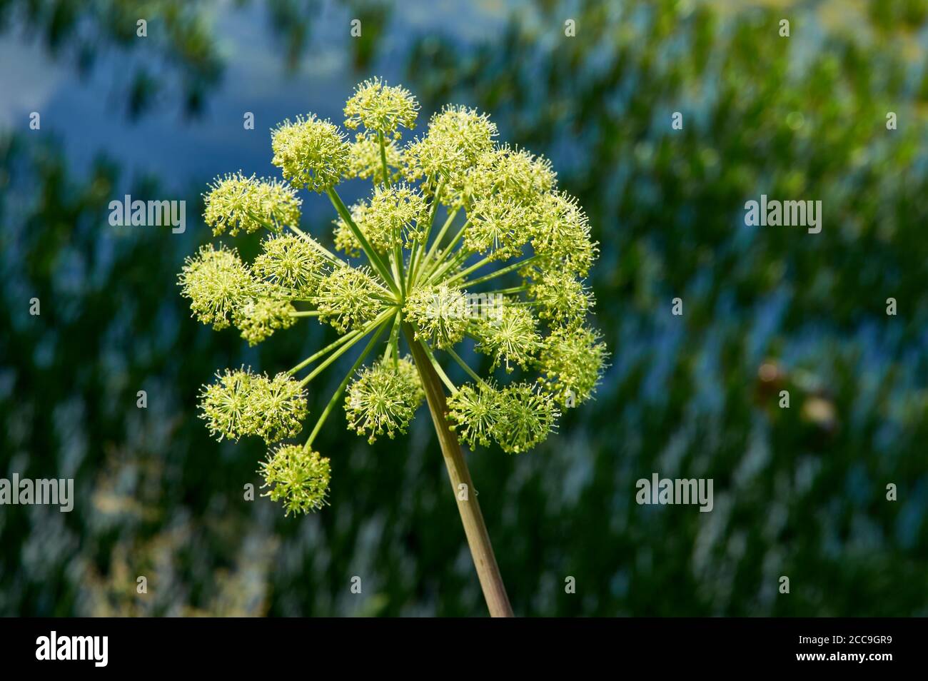 angelica Noruega, Angelica archangelica, planta bienal de la familia  Apiaceae, una subespecie de la cual se cultiva por su comestible dulcemente  perfumada Fotografía de stock - Alamy