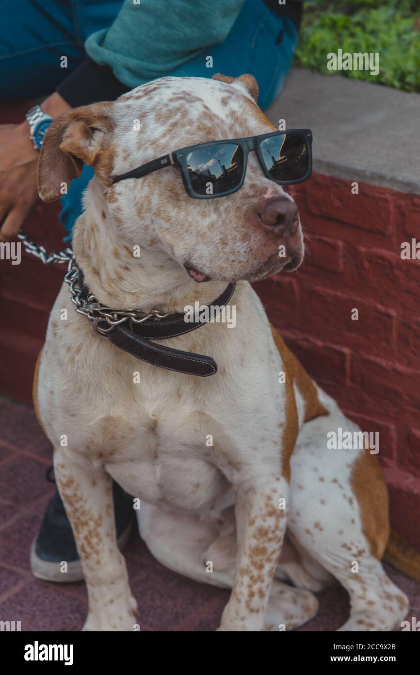 Pitbull outlet con gafas
