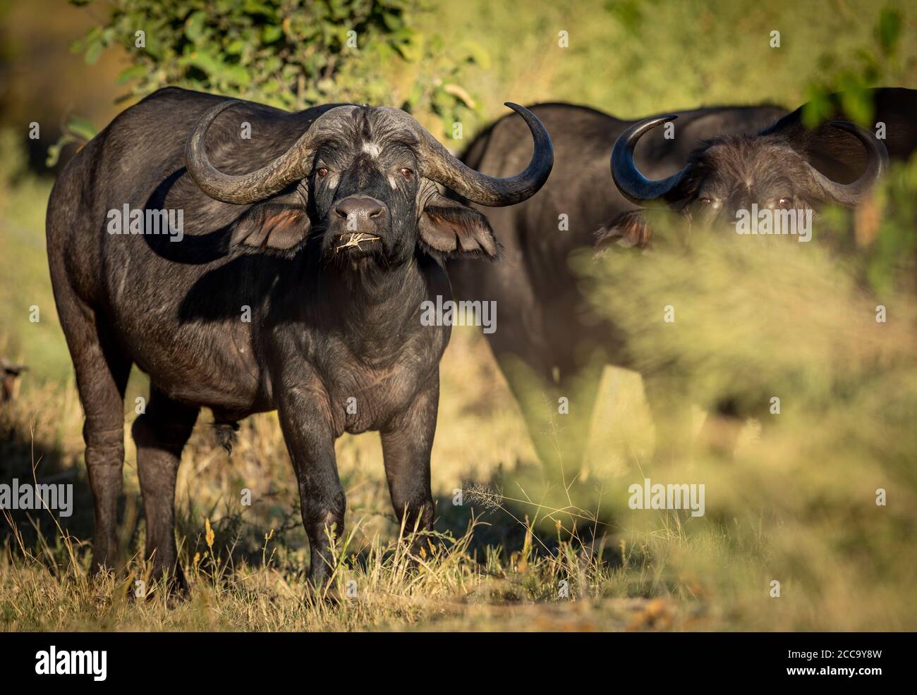Cabo búfalo toro pastoreo de pie mirando directamente a la cámara de entrada Luz de tarde en Moremi Okavango Delta Botswana Foto de stock