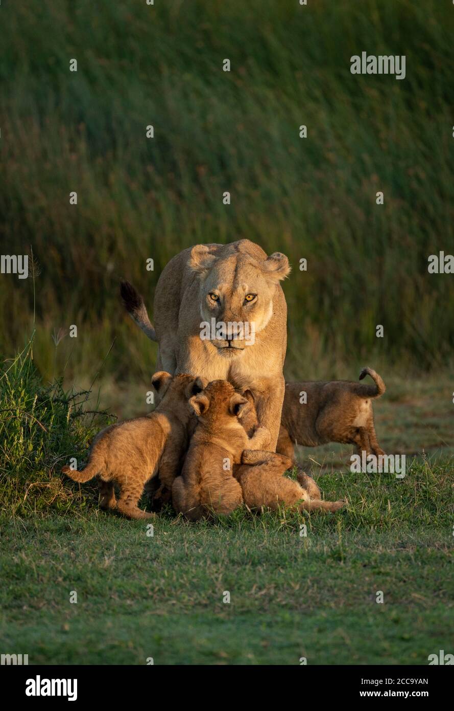 Leones hambrientos fotografías e imágenes de alta resolución - Alamy
