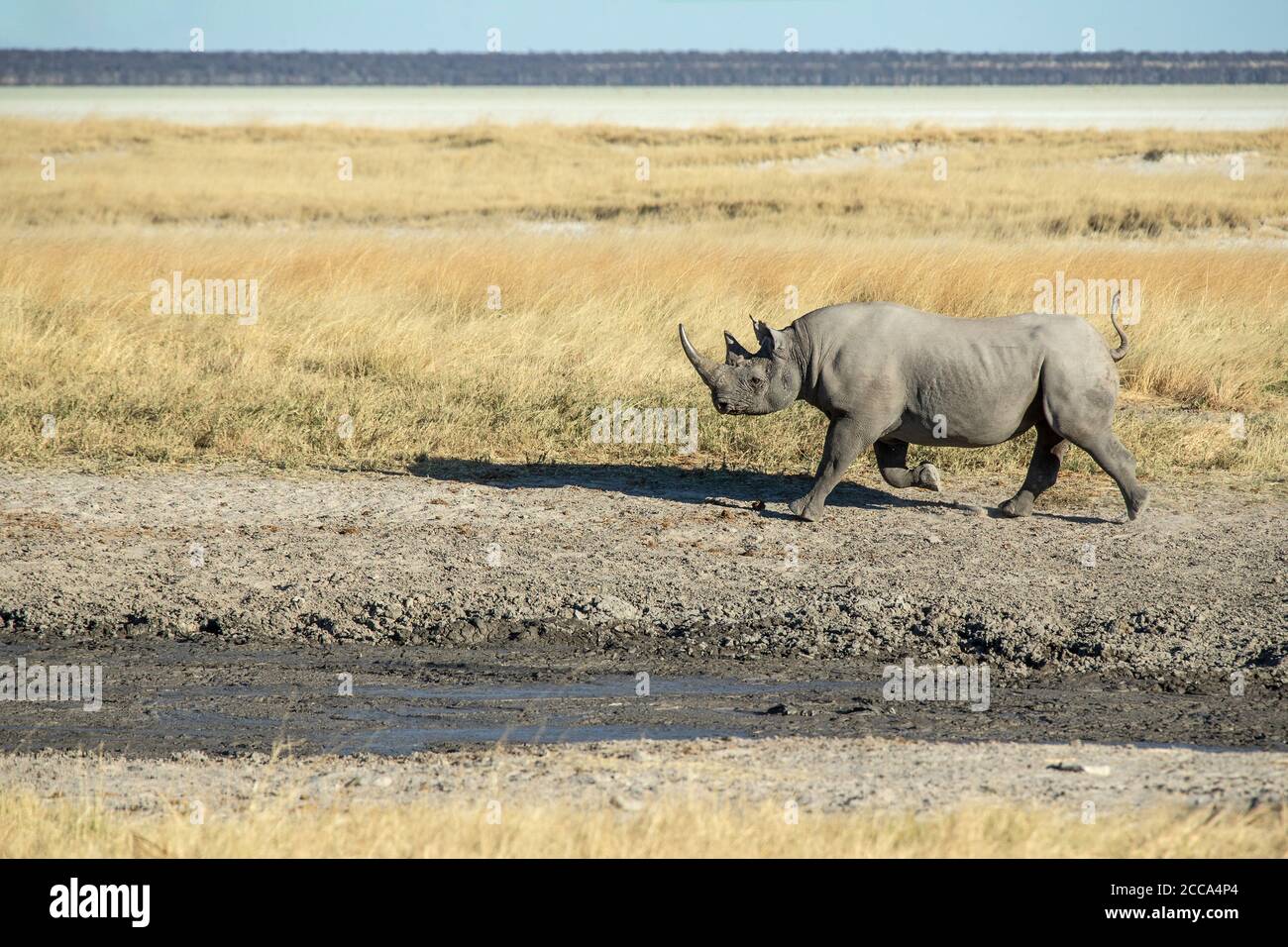 Rinoceronte negro corriendo en las llanuras de la sabana de Etosha con hierba alta y la cacerola en el fondo. Foto de stock