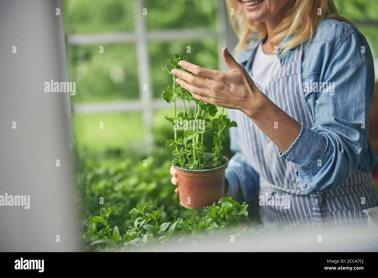 Mujer examinando las hojas de las plántulas de perejil Foto de stock