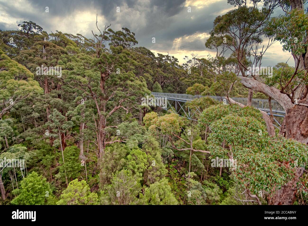 Treetop Walk en Walpole Southwest Australia Foto de stock