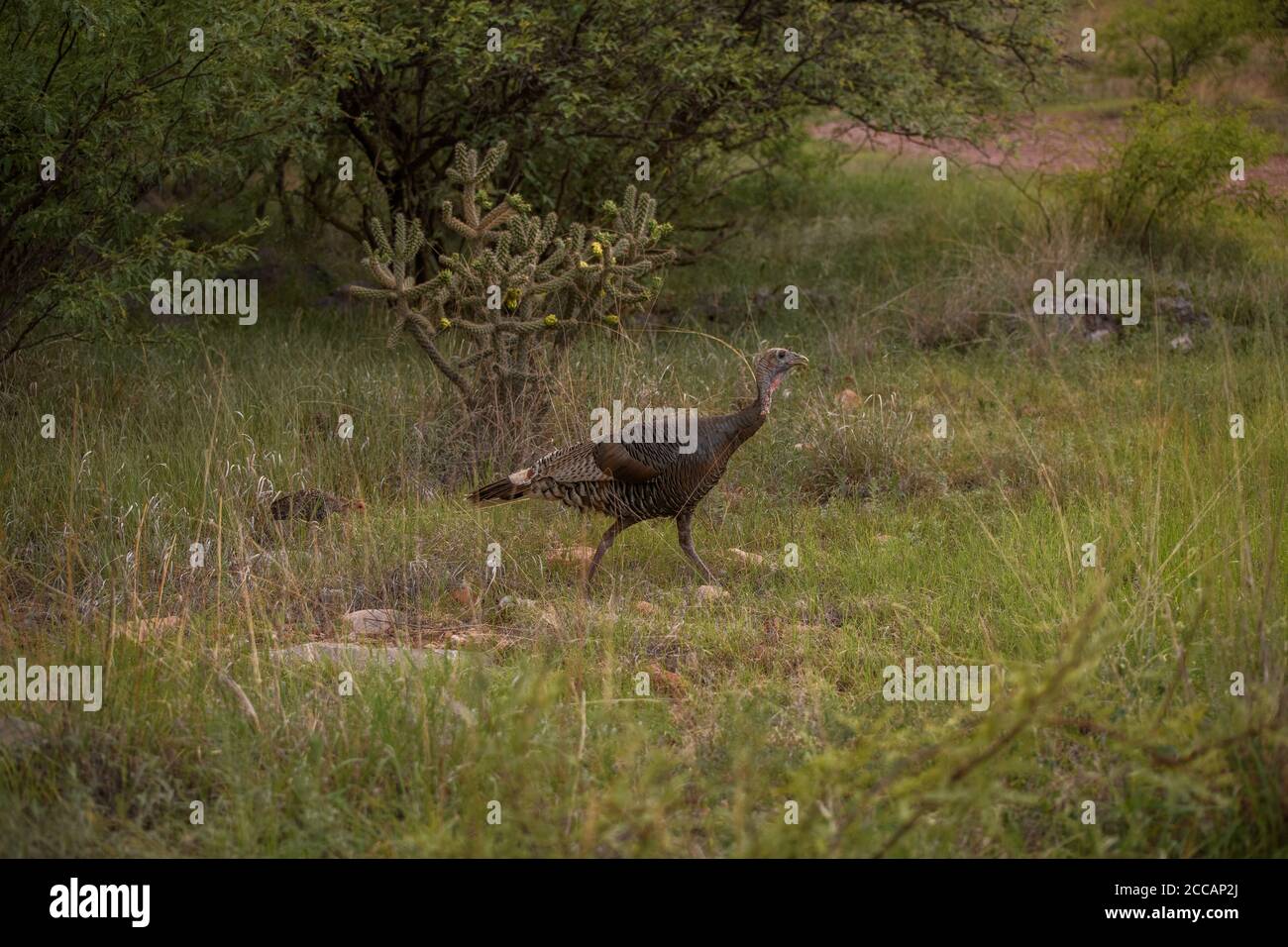 Una hembra de gould's turkey, una de las dos especies nativas de pavo salvaje de Arizona, y uno de sus polluelos, se mueve a través de las praderas en las estribaciones de la Foto de stock