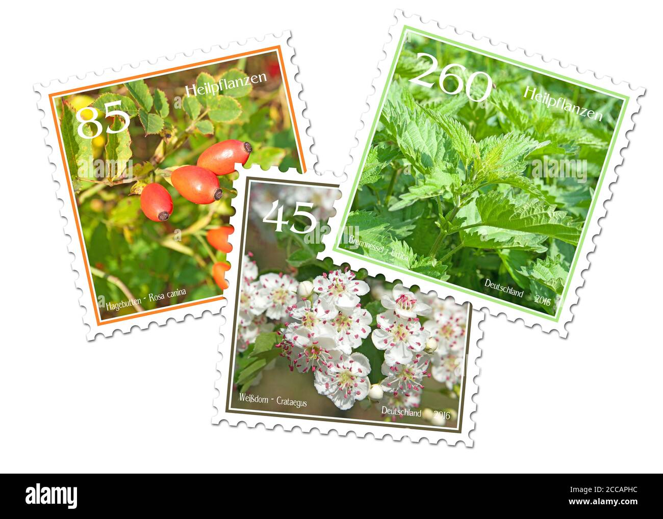 Tres sellos postales con plantas medicinales Foto de stock