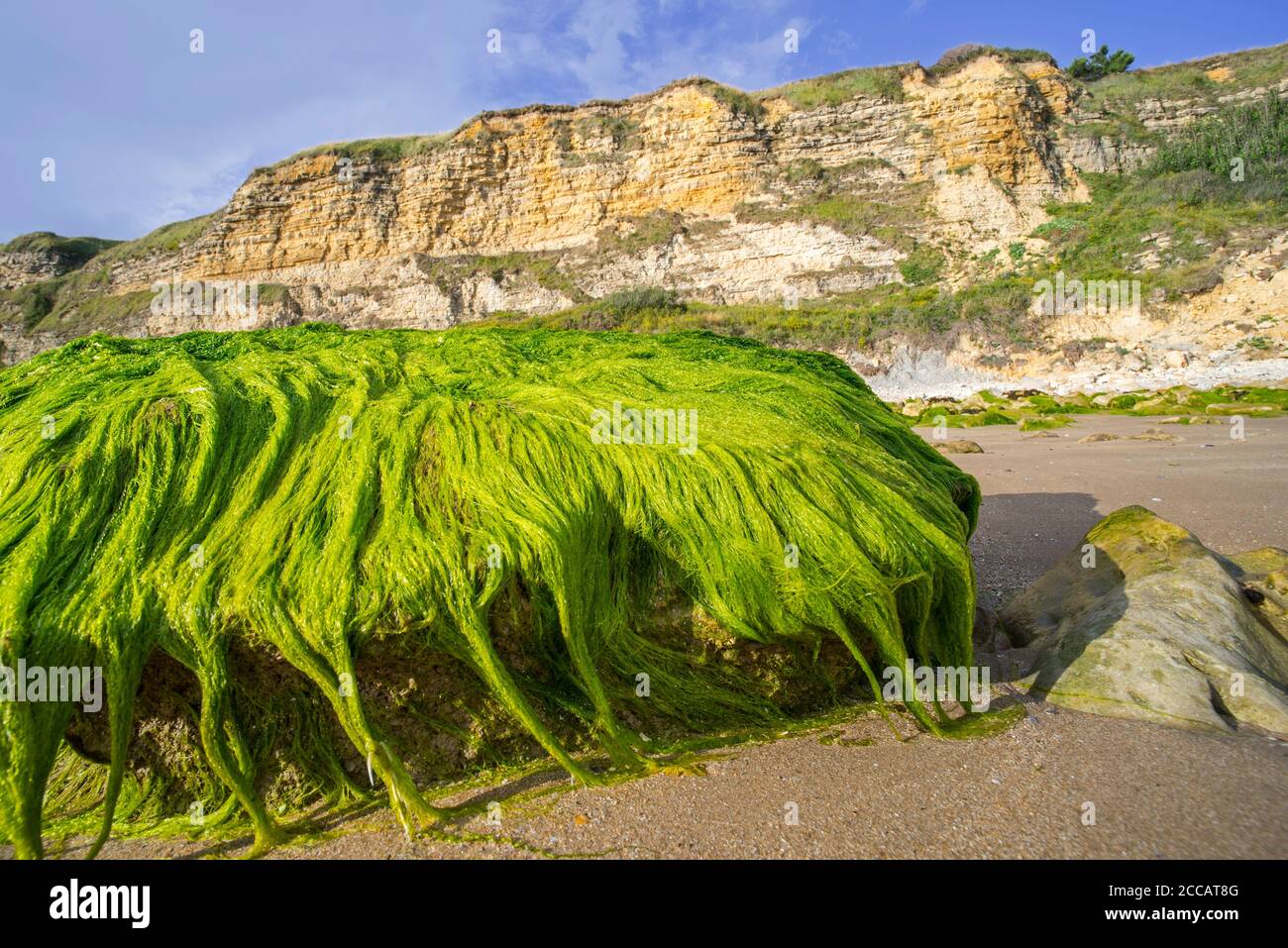 Bultos de la especificación Enteromorpha. / Ulva SPEC., alga verde especie de gutweed (Ulvaceae) creciendo en roca en la playa en marea baja, Normandía, Francia Foto de stock