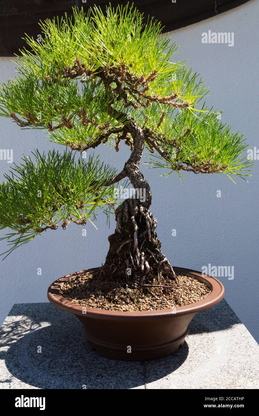 40 años de edad Pinus thunbergii - Bonsai de pino negro japonés en  plantadora marrón, Jardín Chino, Jardín Botánico de Montreal, Quebec,  Canadá Fotografía de stock - Alamy