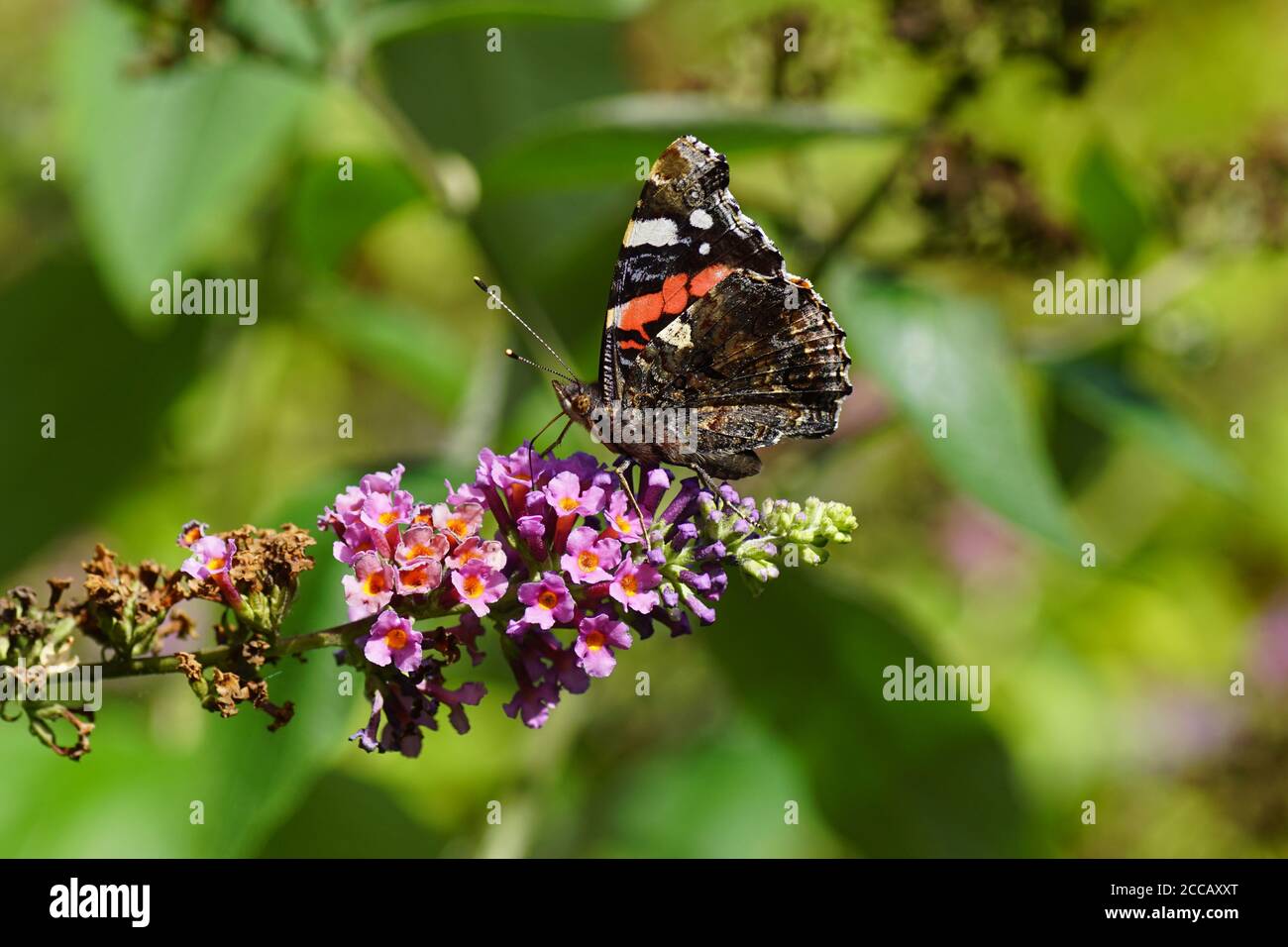 Rojo almirante o rojo admirable (Vanessa atalanta), familia Nymphalidae en las flores de un lila de verano (Buddleja davidii). En verano en un jardín holandés. Foto de stock