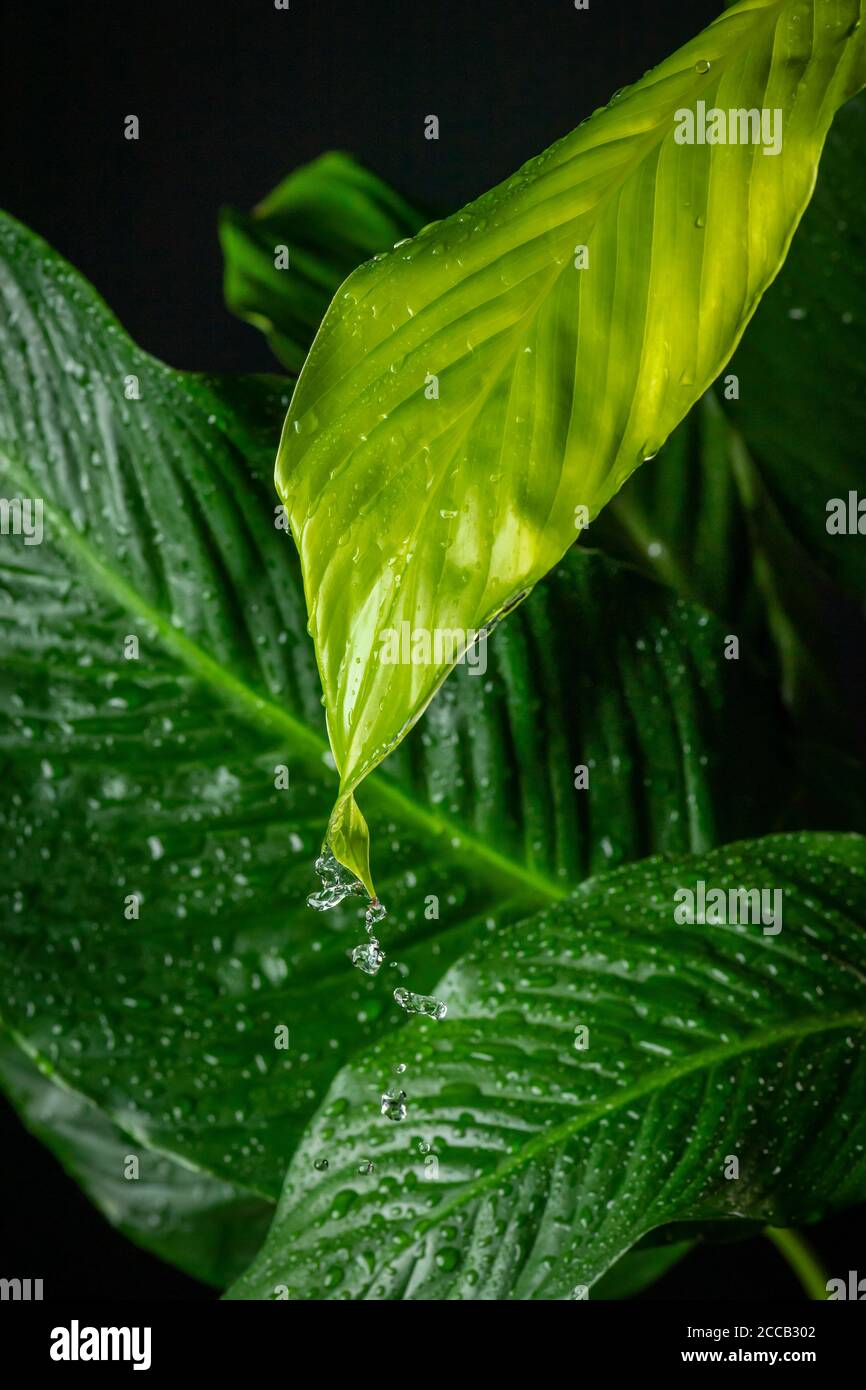 Agua de lluvia goteando del detalle de las hojas verdes Foto de stock