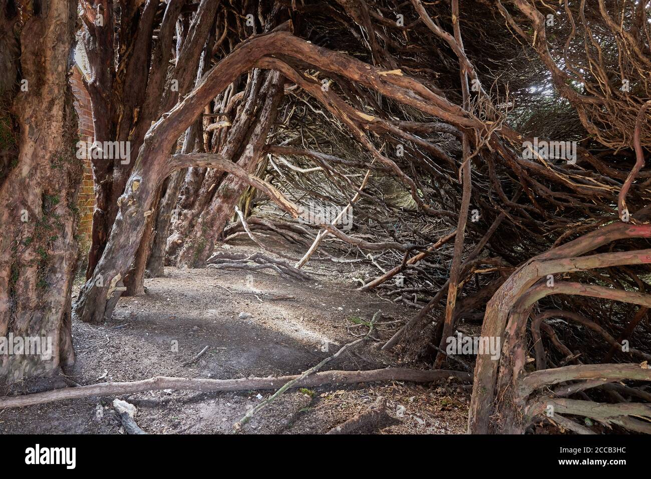 vista a través del interior de una gran cobertura de tejo viejo Mostrando los torcidos troncos de Taxus baccata y las ramas que se forman un pasaje como un túnel místico Foto de stock