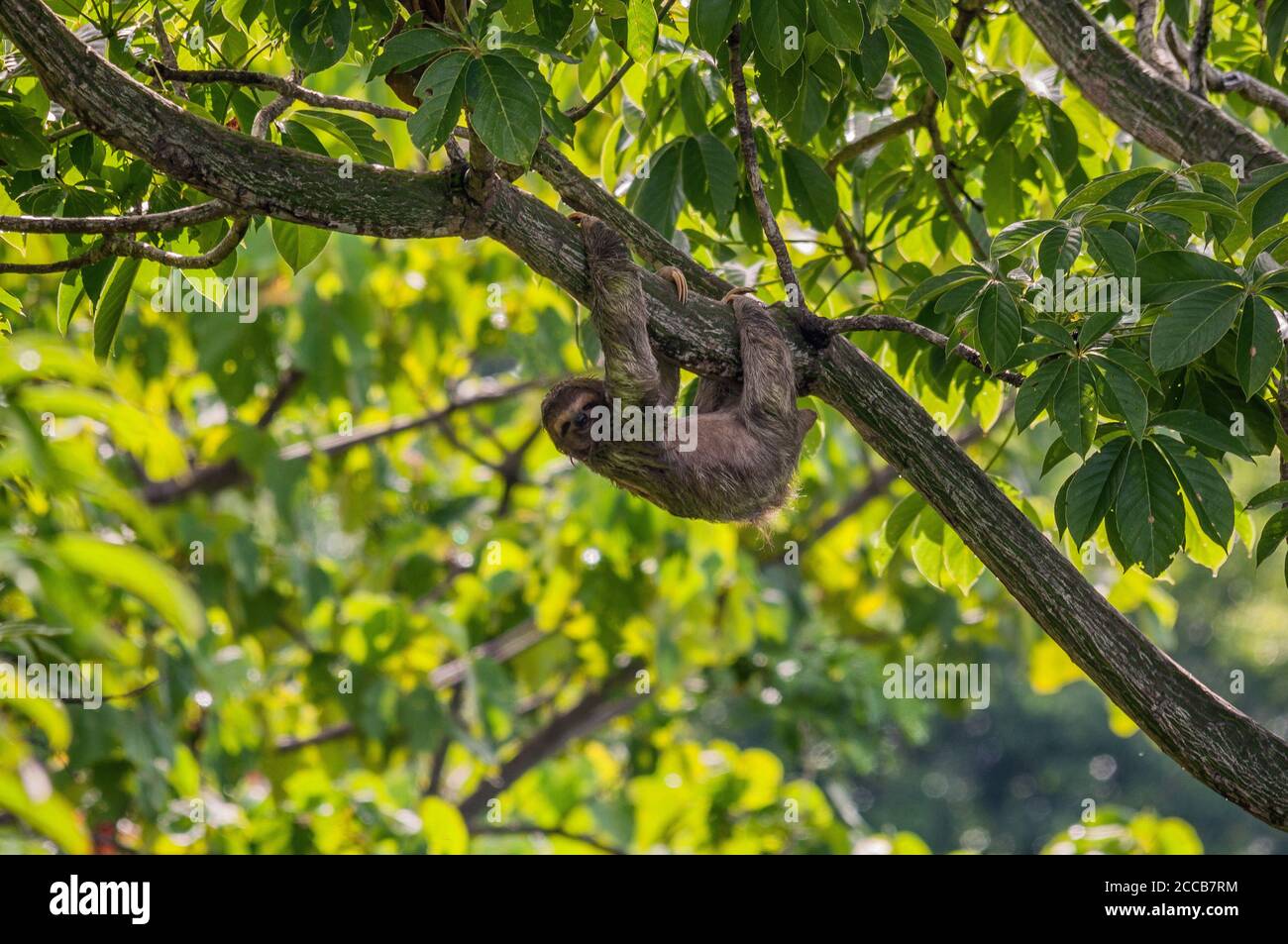 Un perezoso de tres dedos de garganta marrón (Bradypus variegatus) mirando a la cámara mientras se sube lentamente a través de un árbol alto en las selvas de Costa Rica. Foto de stock
