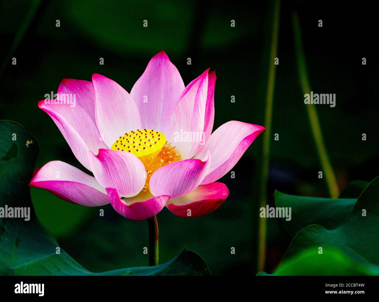 Flores de color rosa con hojas verdes Foto de stock