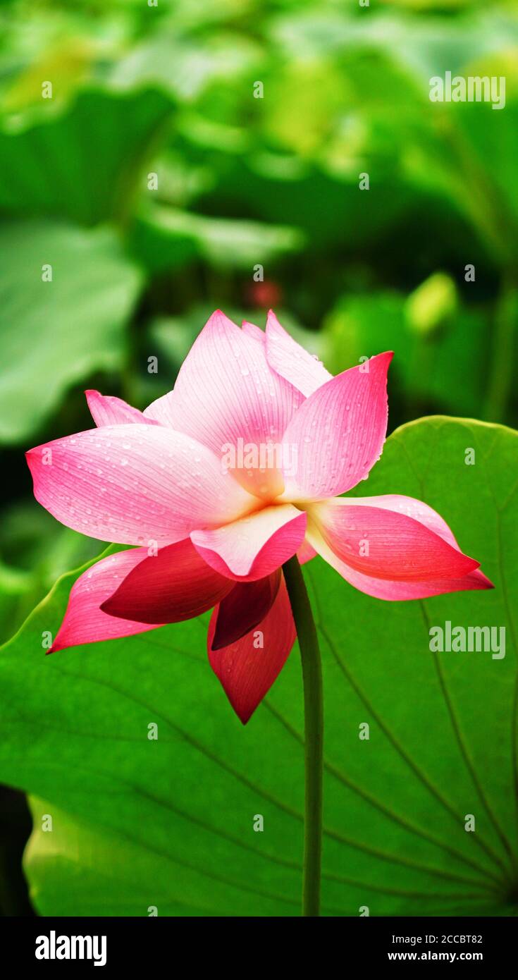 Flores de color rosa con hojas verdes Foto de stock