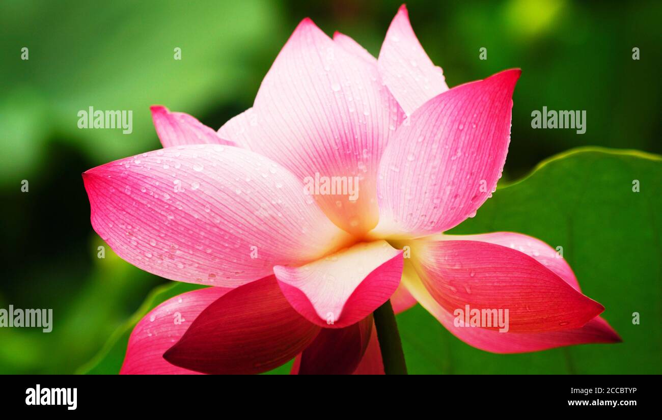 Lirio de agua (nymphomania), flor rosa, Alemania Foto de stock
