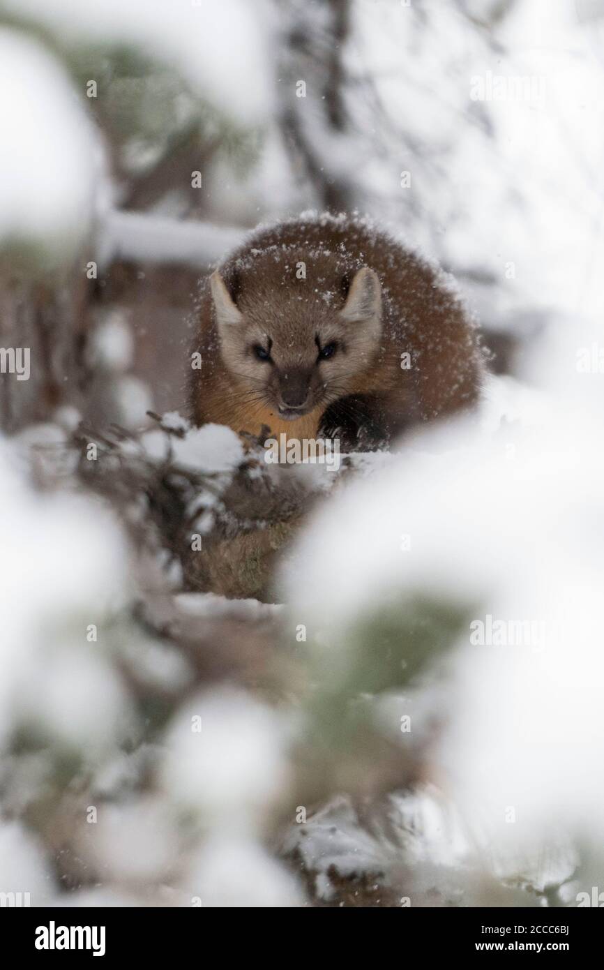 Marten pino / Baummarder / Fichtenmarder ( Martes americana ) en invierno, la caza en un Árbol conífero cubiertos de nieve, vista frontal, miradas feroces, significar, EE.UU. Foto de stock