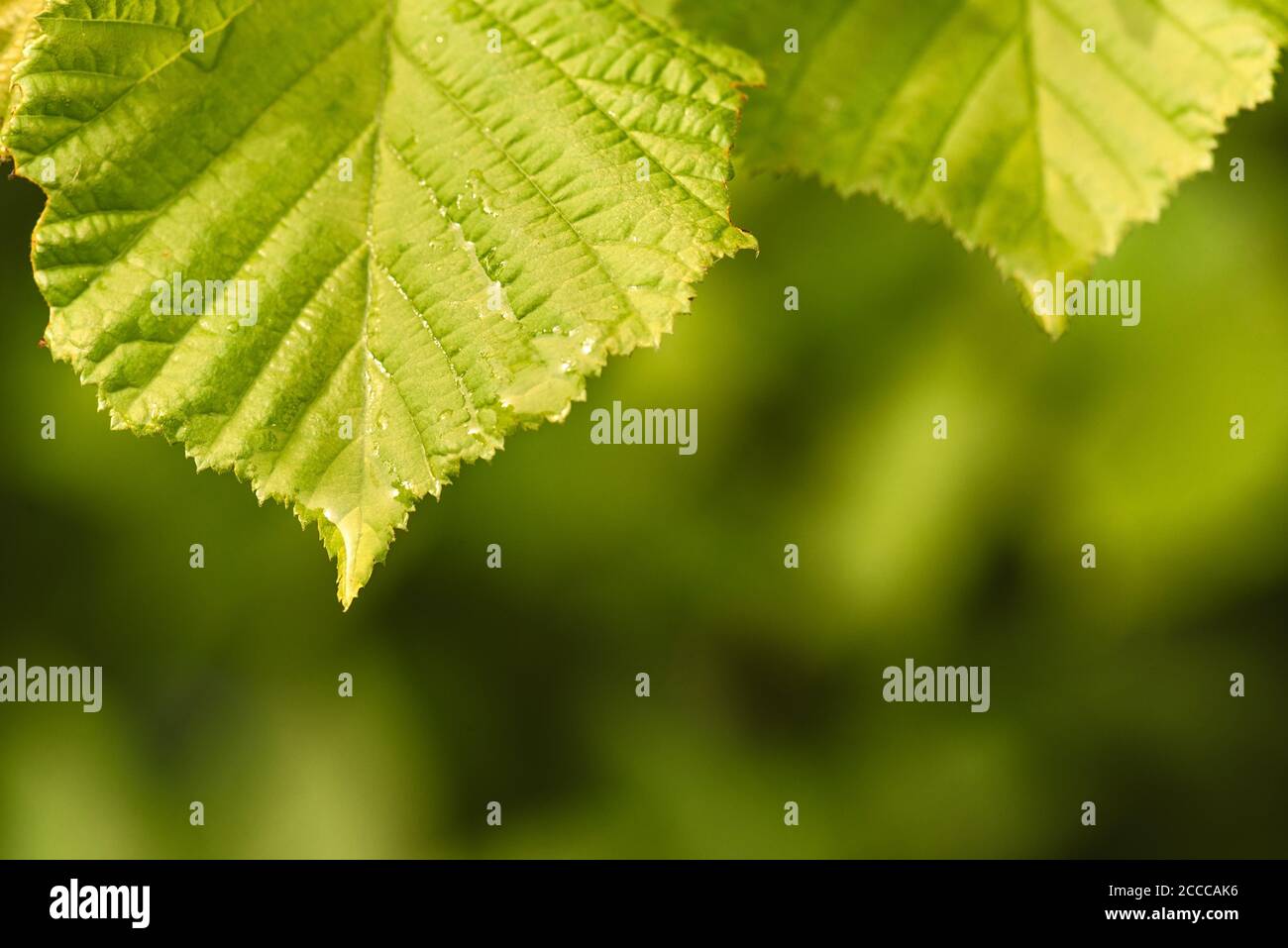 Verde Tilia linden hojas en la luz natural de fondo, la naturaleza en detalle otoño Foto de stock