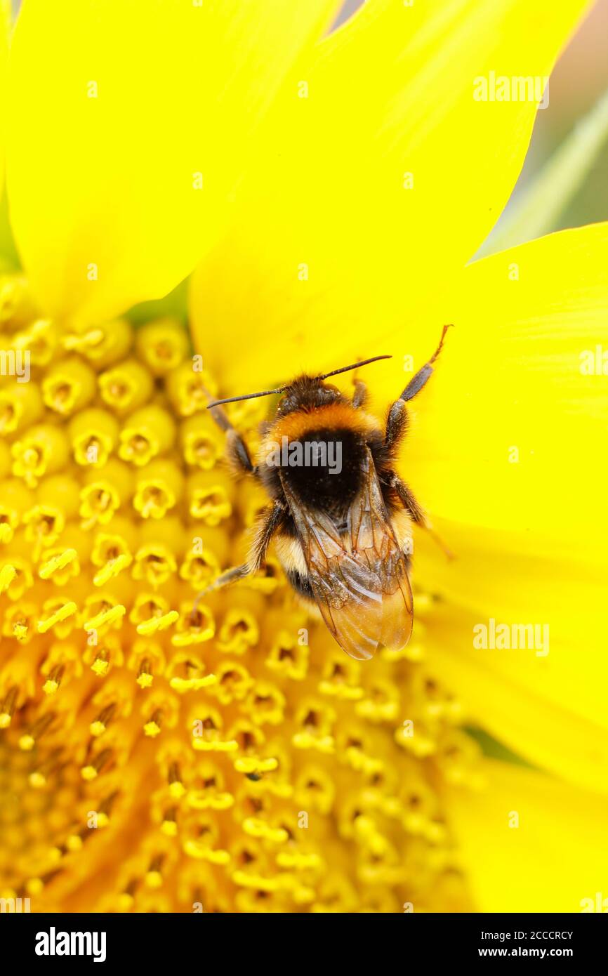 Helianthus annuus. Bumblebee recogiendo néctar en un girasol en un jardín de finales de verano. REINO UNIDO Foto de stock