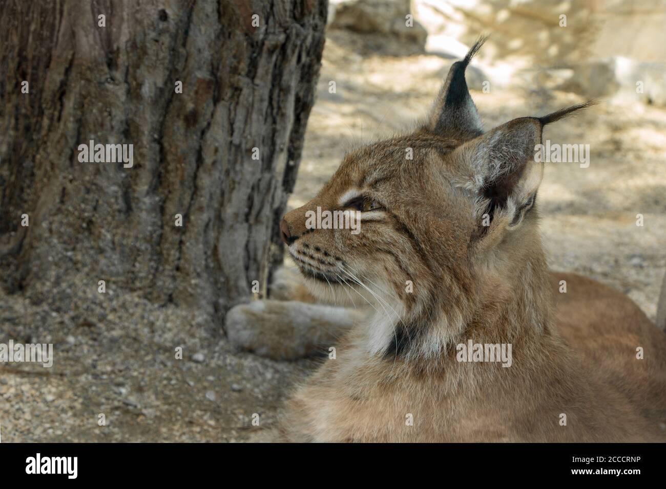 Joven lince euroasiático o siberiano, gato salvaje descansa pacíficamente  Fotografía de stock - Alamy
