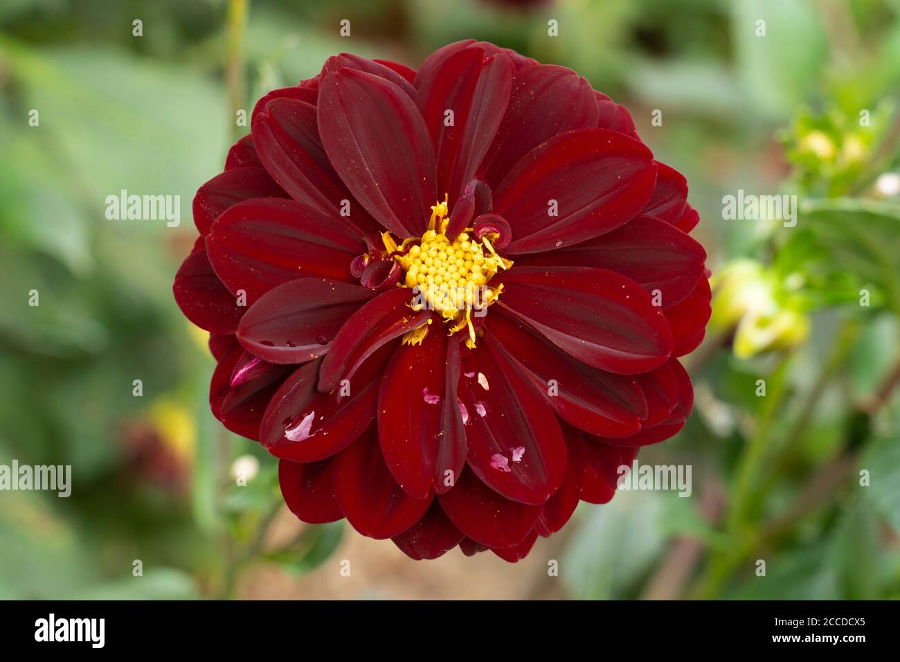 Intenso negro semi doble rojo piedra flor Dahlia con un centro amarillo compacto y gotas de lluvia en los pétalos, de la familia Asteraceae, agosto, Austria Foto de stock