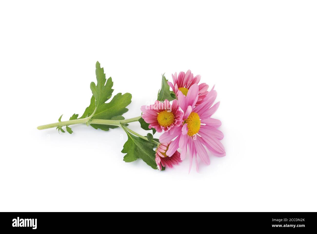 Los hermosos Asters yacen en el fondo blanco Foto de stock