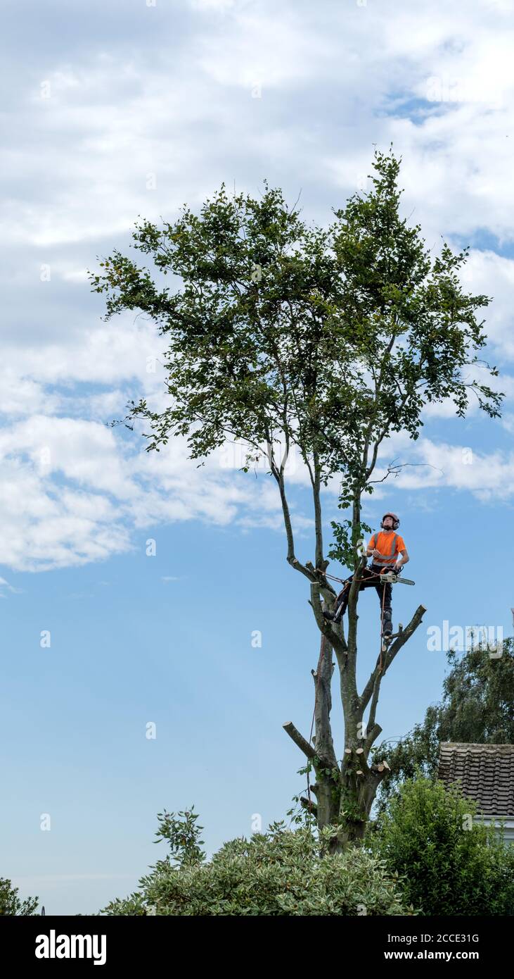 Un cirujano de árbol en el proceso de recortar ramas de un árbol de haya que está siendo totalmente bajado Foto de stock