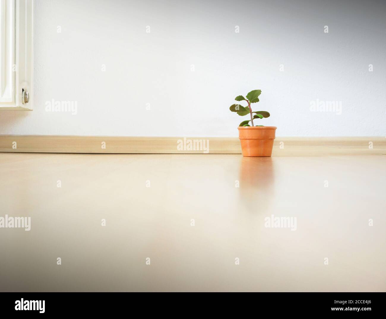 Apartamento minimalismo - sólo una pequeña planta en el apartamento Foto de stock