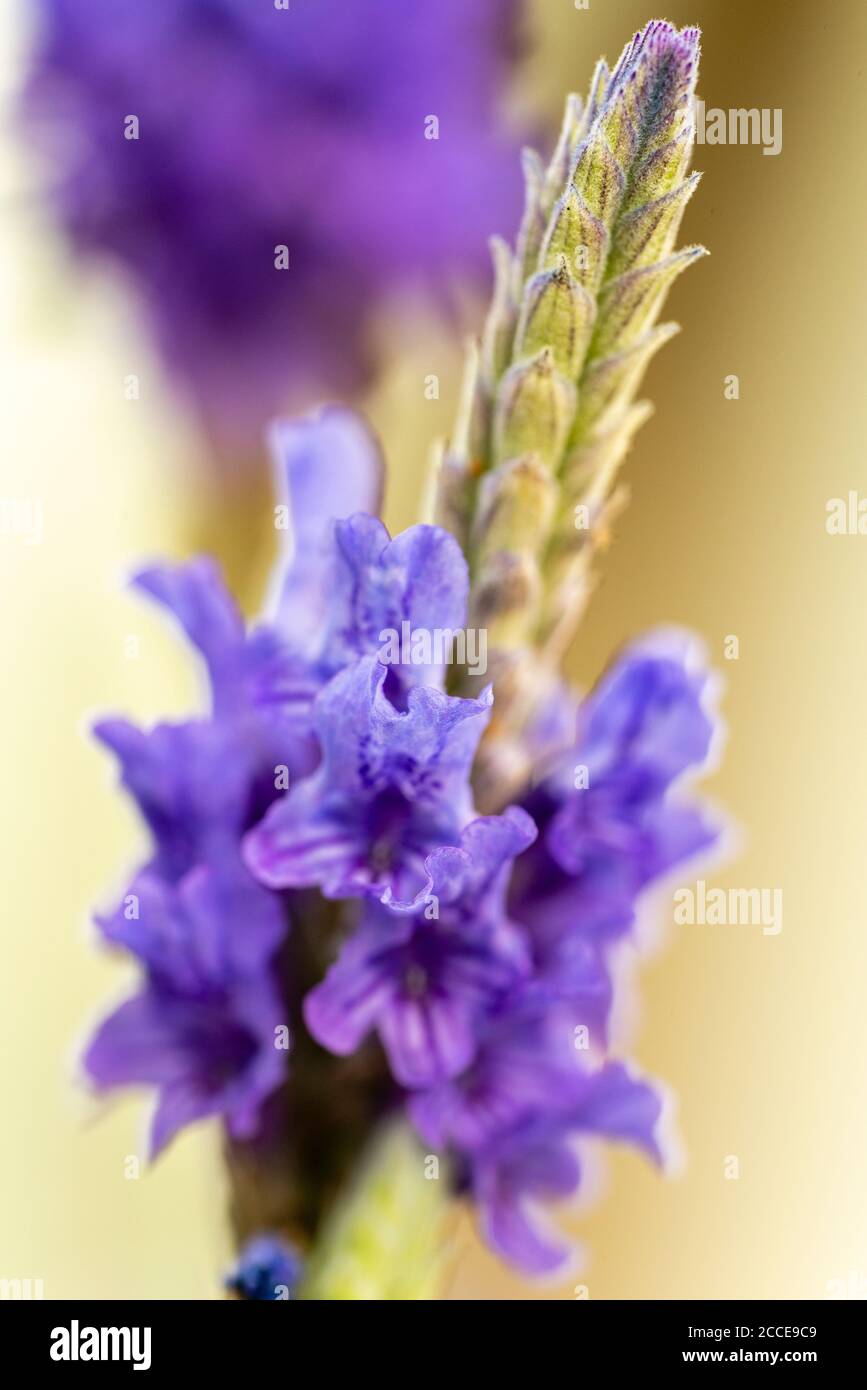 Primer plano, naturaleza, Jardín, Flor, crecimiento, Abstracto, flor púrpura con fondo naranja cálido Foto de stock