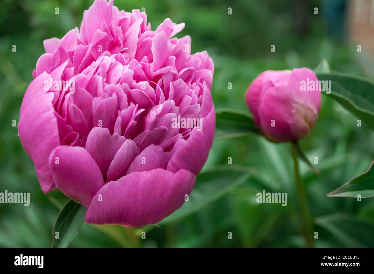 Representa una flor de peonía rosa de cerca sobre un fondo verde difuminado para postal, fondo, papel tapiz Foto de stock