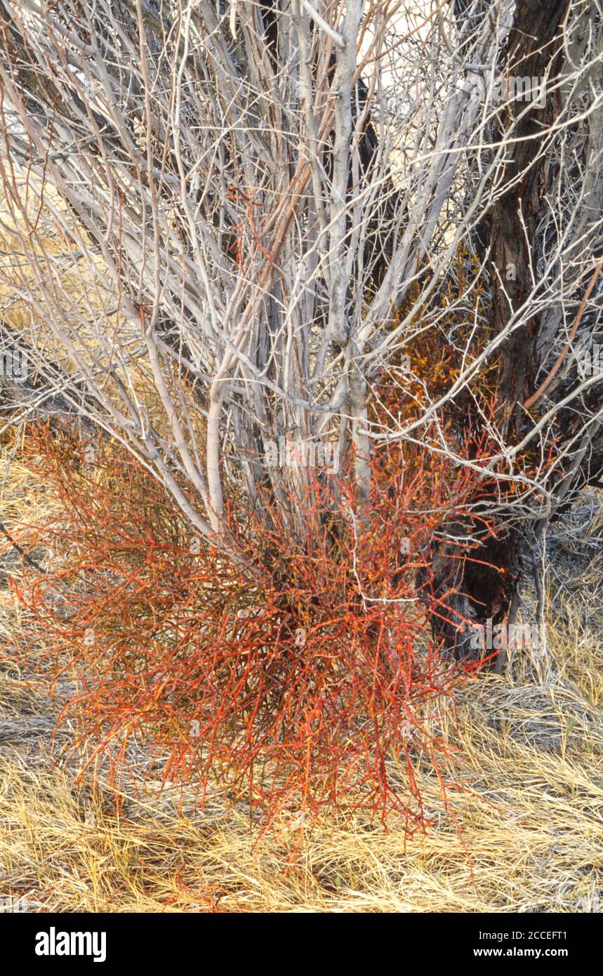 Refugio Nacional de vida Silvestre Ash Meadow, Nevada, Estados Unidos. Parásito que crece en el árbol del tamarisk. Foto de stock