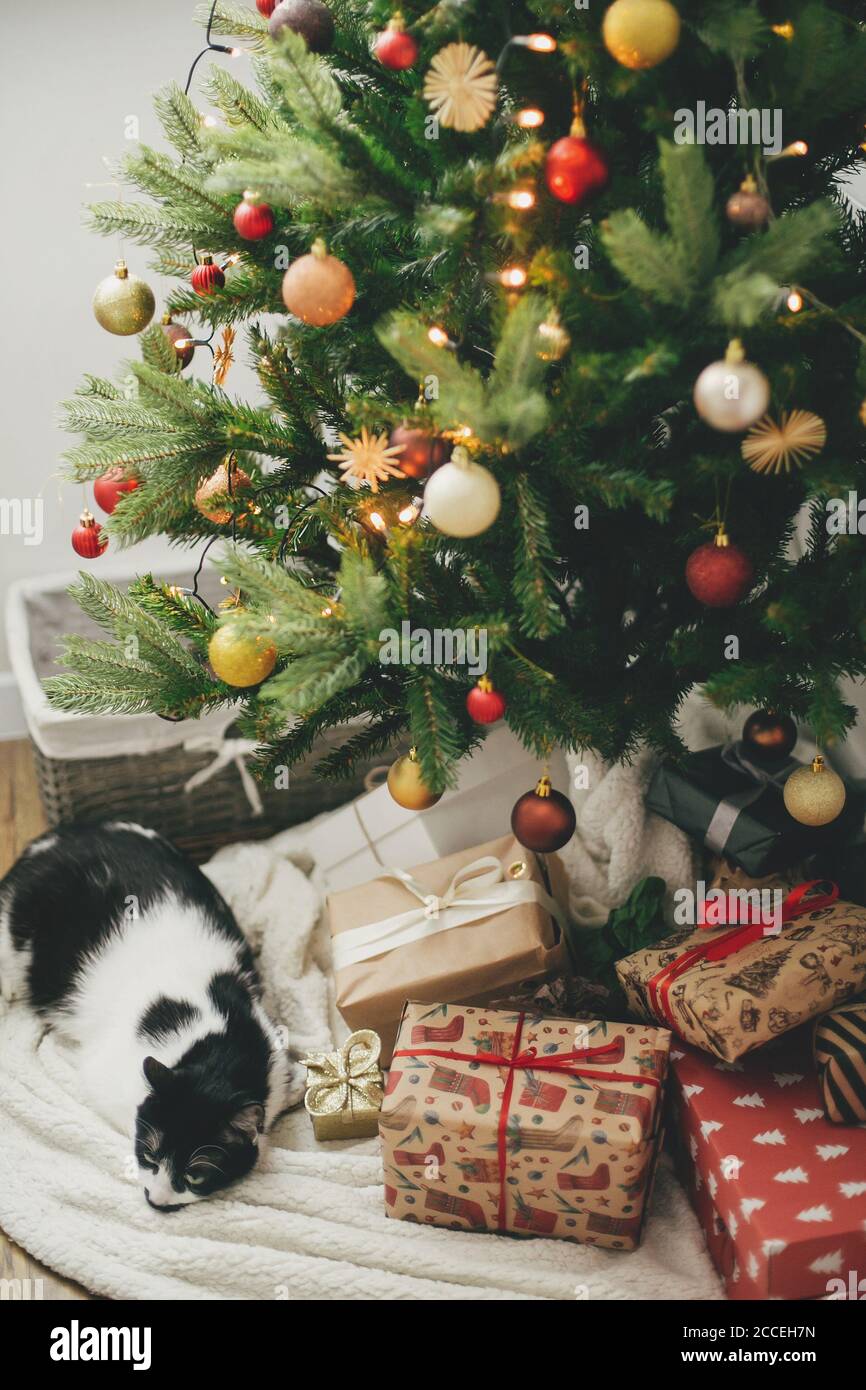 Lindo gato durmiendo bajo el árbol de Navidad con regalos y luces festivas.  Regalos envueltos con estilo bajo el árbol de Navidad con canicas rojas y  doradas y adornos Fotografía de stock -