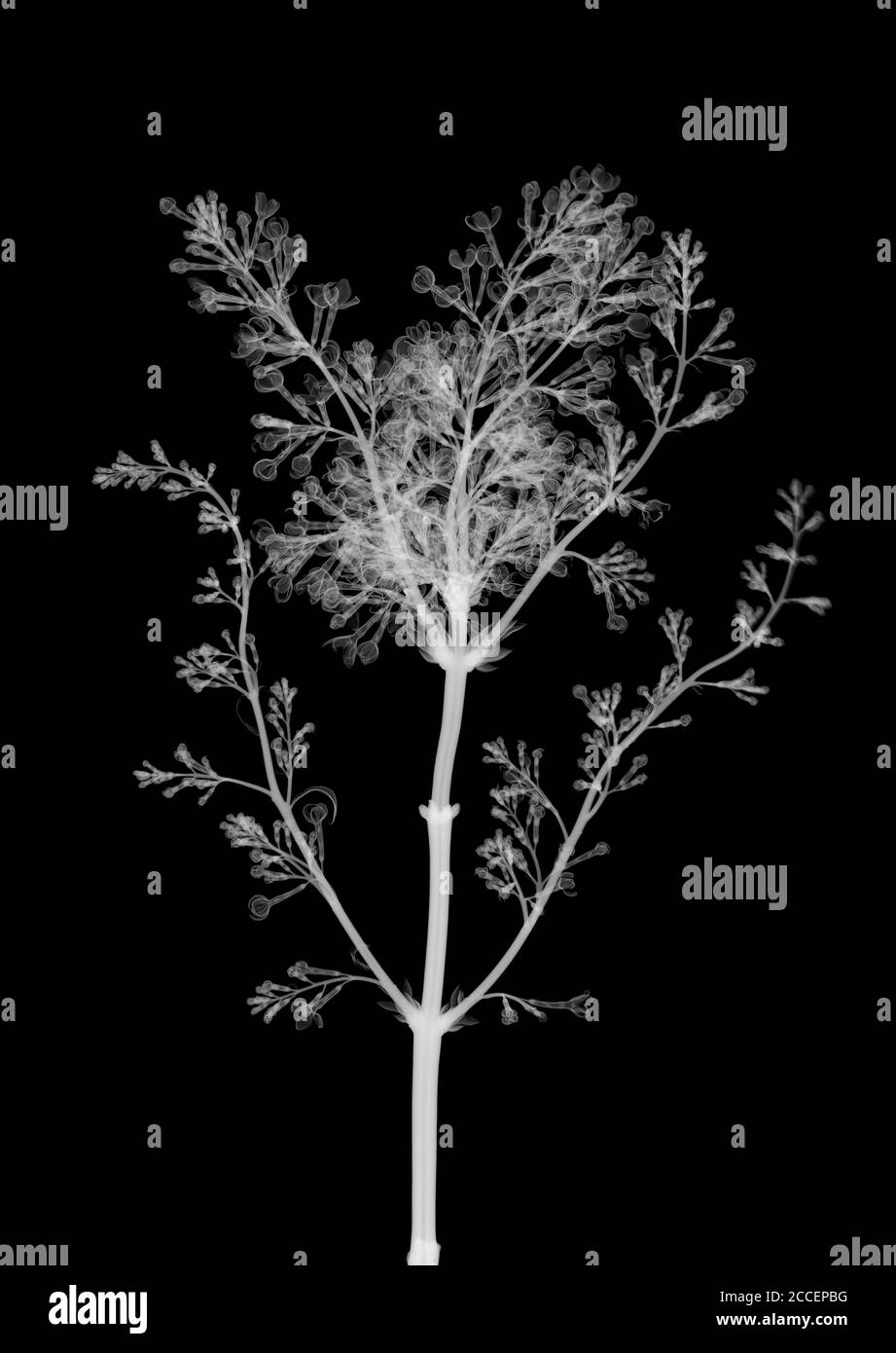Flor de lila (Syringa sp.), radiografía Foto de stock