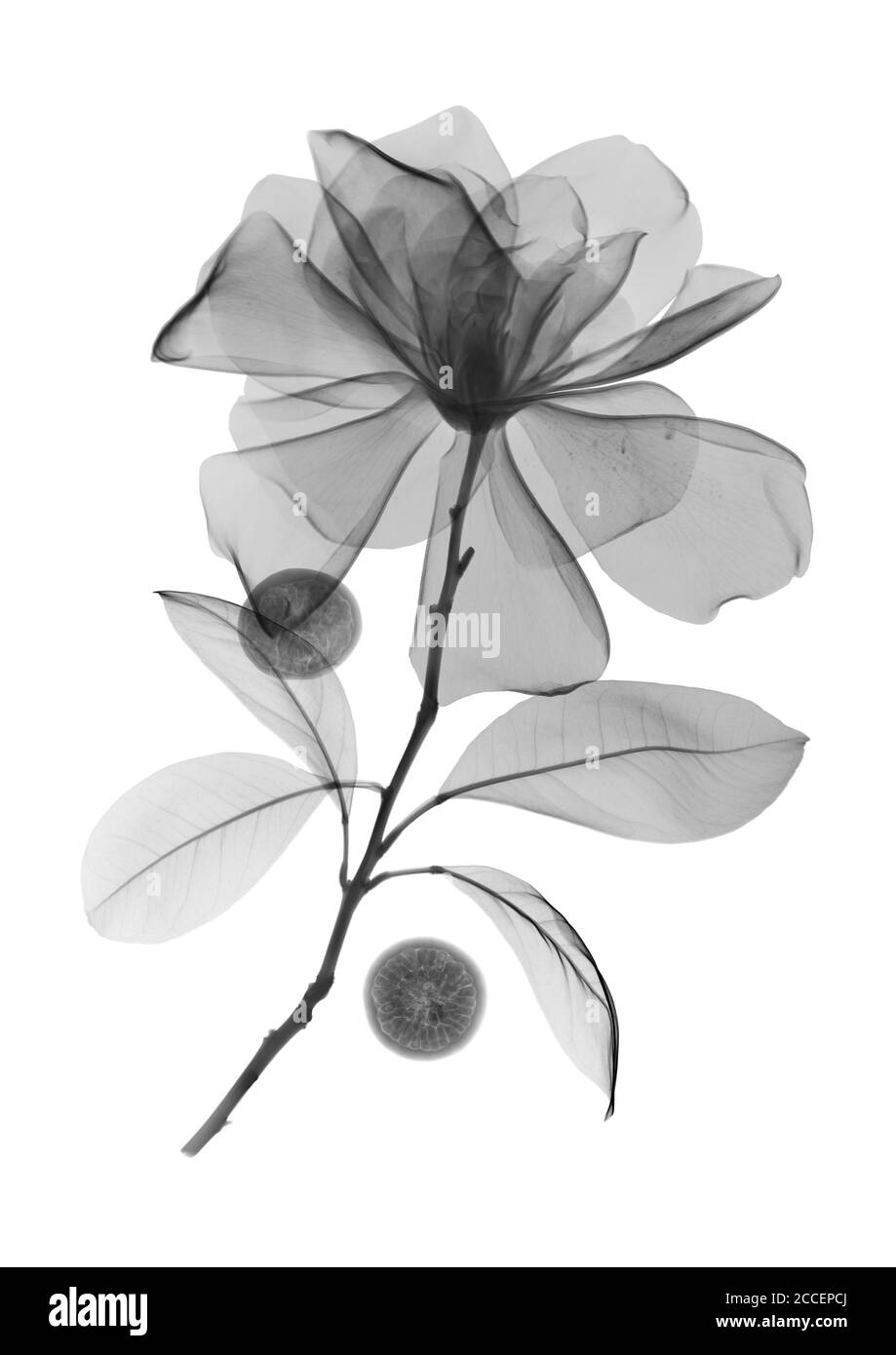 Flores de Magnolia y bayas de acai, rayos X. Foto de stock