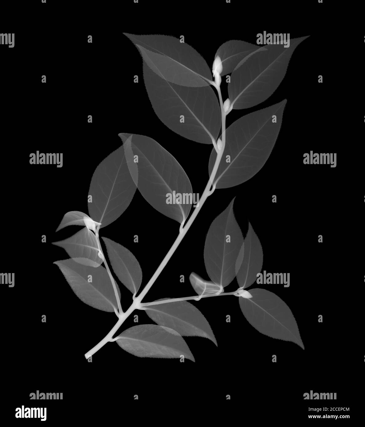 Té chino (Camellia sinensis), rayos X. Foto de stock