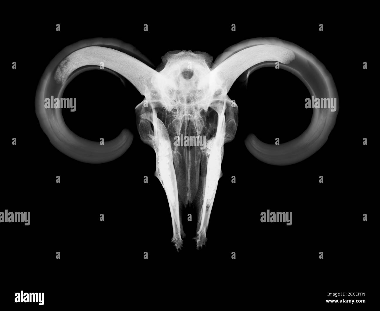 Cráneo de RAM, rayos X. Foto de stock