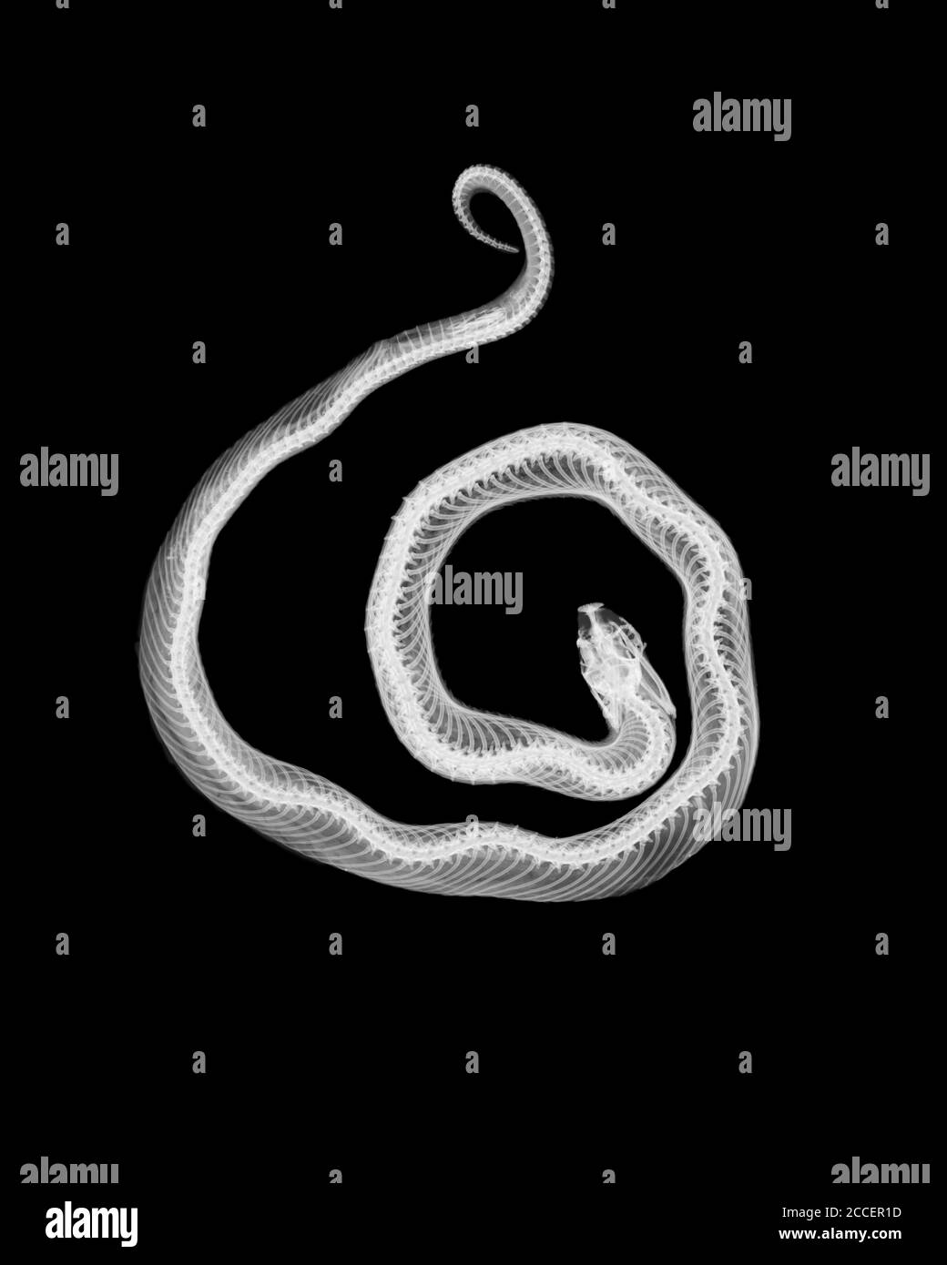 Serpiente de maíz, rayos X. Foto de stock